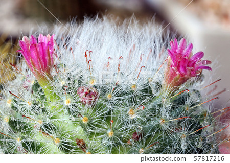 Cactus flower Cactus flower 57817216