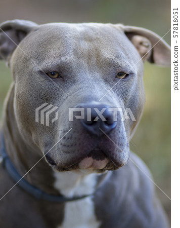 Beautiful portrait of a American Stafforshire blue Beautiful portrait of a American Stafforshire blue 57818051
