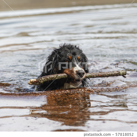 Lovely Bearnesse Bouvier bernesse mountain dog Lovely Bearnesse Bouvier bernesse mountain dog 57818052