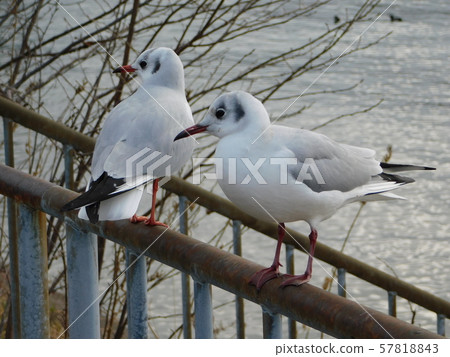 Black-headed Gulls staying in line 57818843