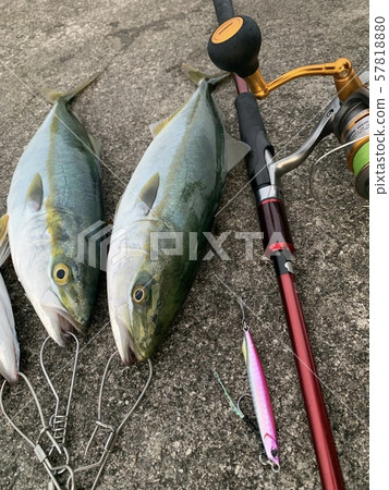 Light shore jigging fishing yellowtail Light shore jigging fishing yellowtail 57818880