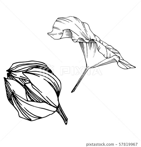 Vector Lotus floral botanical flower. Black and white engraved ink art. Isolated lotus illustration 57819967