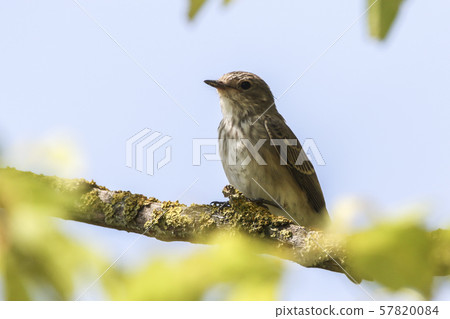 Spotted flycatcher (Muscicapa striata) 57820084