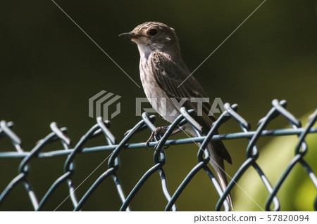 Spotted flycatcher (Muscicapa striata) 57820094