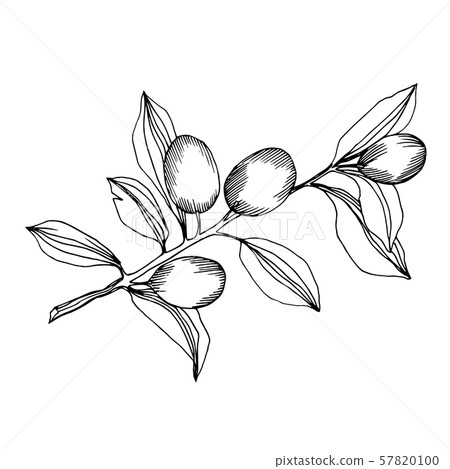 Vector Olive branch with fruit. Black and white... - Stock Illustration ...