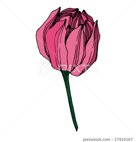 Vector Lotus floral botanical flower. Black and white engraved ink art. Isolated lotus illustration 57820167