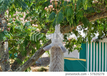 Llama grazing on Corsica island, France. Llama grazing on Corsica island, France. 57820278