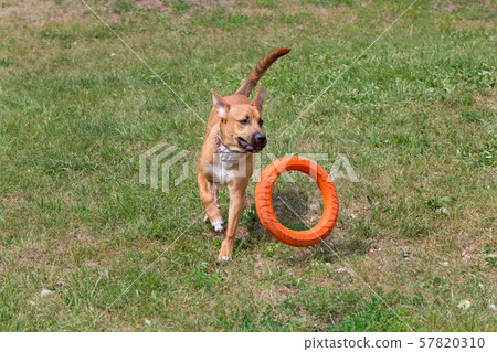 Cute american pit bull terrier puppy. 57820310