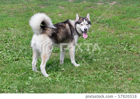 Cute siberian husky is standing on a green grass. 57820318