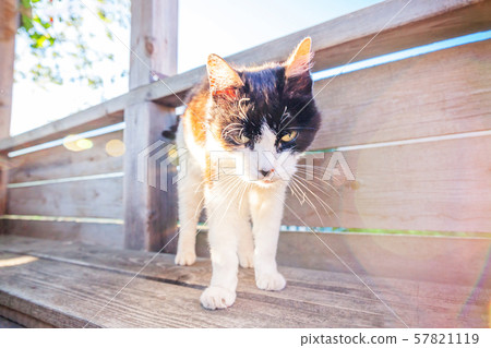 Arrogant short-haired domestic beautiful tabby cat Arrogant short-haired domestic beautiful tabby cat 57821119