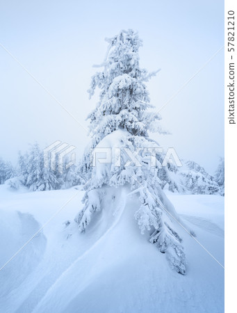 Snow spruce in a snowdrift Snow spruce in a snowdrift 57821210