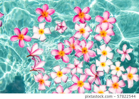 Tropical flowers frangipani plumeria, Leelawadee floating in the water. The spa pool. Peace and Tropical flowers frangipani plumeria, Leelawadee floating in the water. The spa pool. Peace and 57822544