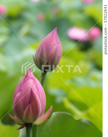 A lotus 57822641