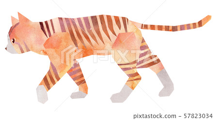 Tea tiger, socks, walking 57823034