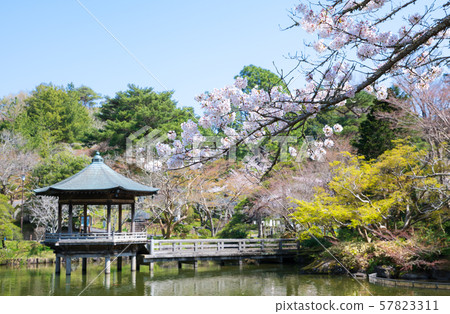 成田山公園ukimido櫻花春天 千葉縣成田市 19年4月 照片素材 圖片 圖庫