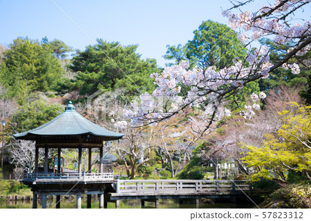 成田山公園ukimido櫻花春天 千葉縣成田市 19年4月 照片素材 圖片 圖庫