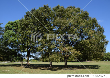 Scenery of Shonai Ryokuchi Park 57823740