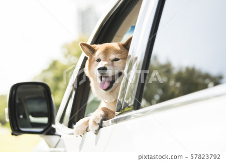 Dog car drive Dog car drive 57823792