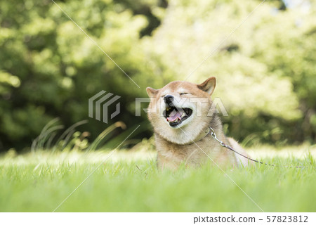 感到風的柴犬 感到風的柴犬 57823812