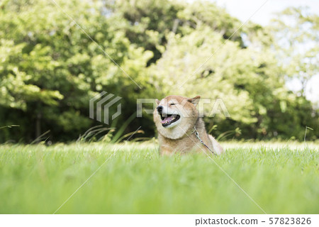 感到風的柴犬 感到風的柴犬 57823826