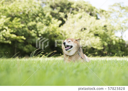 感到風的柴犬 感到風的柴犬 57823828