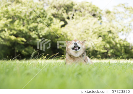感到風的柴犬 感到風的柴犬 57823830