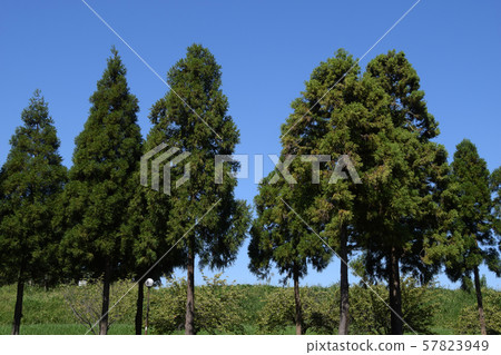 Scenery of Shonai Ryokuchi Park 57823949