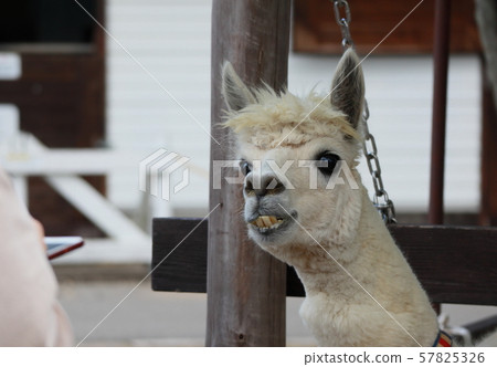 羊駝搞笑的表情 57825326