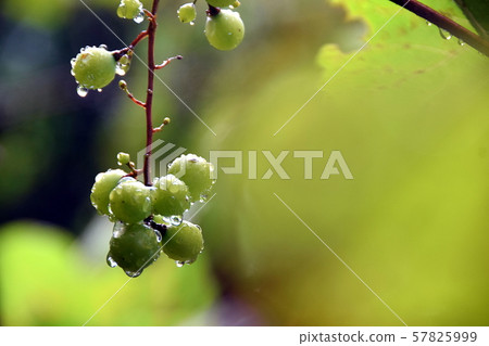 葡萄 57825999
