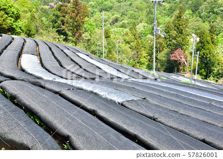 茶園覆蓋著黑色的寒冷 57826001