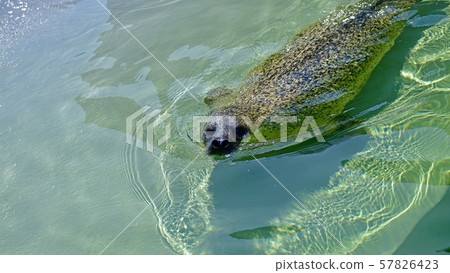 A seal with a cute humorous expression A seal with a cute humorous expression 57826423