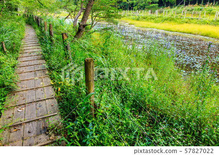 gawa原濕地[佐賀縣唐津市] 57827022