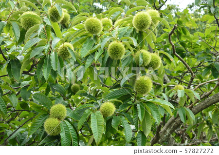 Chestnut Autumn 57827272