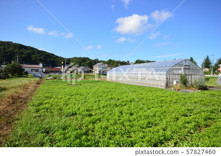 八王子菜園 57827460