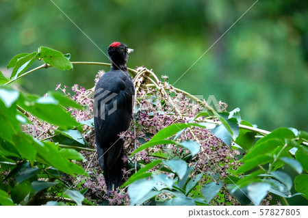 秋熊 秋熊 57827805