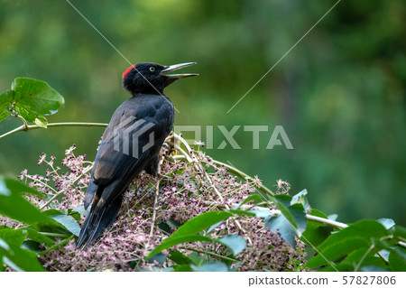 秋熊 秋熊 57827806