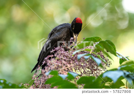 秋熊 秋熊 57827808