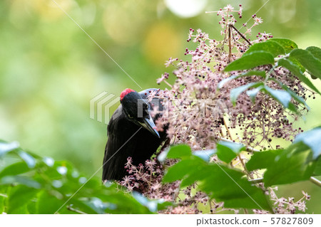 秋熊 秋熊 57827809