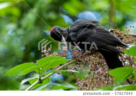 秋熊 秋熊 57827843