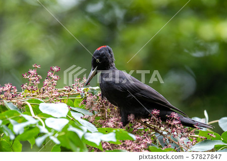 秋熊 秋熊 57827847