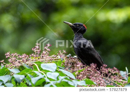 秋熊 秋熊 57827879