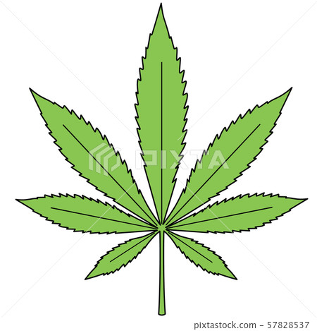 Cannabis, marijuana Cannabis, marijuana 57828537