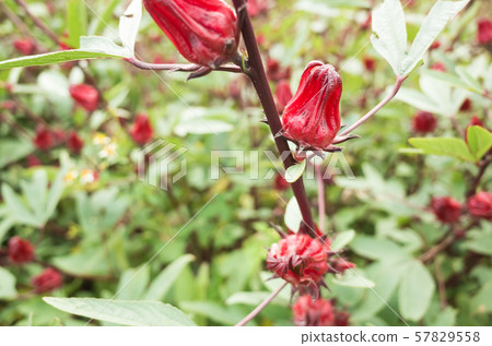 red roselle flowers red roselle flowers 57829558