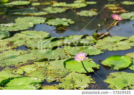 pink lotus flower 57829585