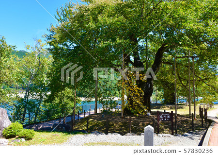 Shokawa Sakura 57830236