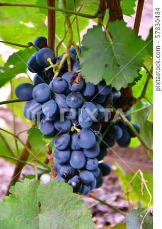 Grapes Black Color Grapes Black Color 57830484