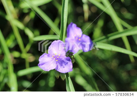 Autumn purple dew grass Autumn purple dew grass 57830634