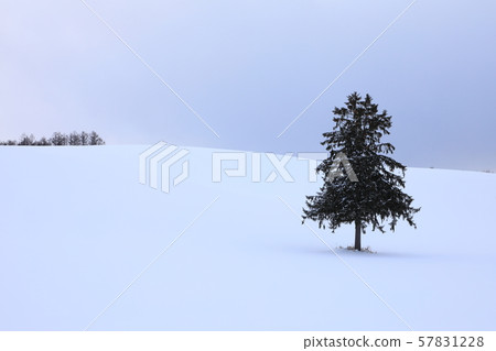 Snowy field and spring coming tree Snowy field and spring coming tree 57831228