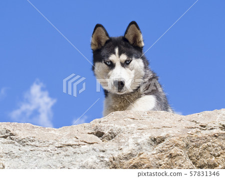 traveling with huskies 57831346