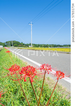 Cluster amaryllis on a farm road Cluster amaryllis on a farm road 57831734